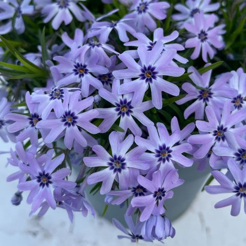 Phlox FABULOUS BLUE VIOLET