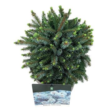 Picea sitchensis 'Silberzwerg'