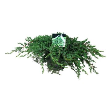 Juniperus conferta 'Schlager'