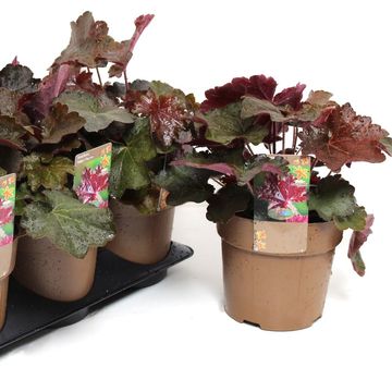 Heuchera americana 'Palace Purple Select'