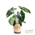 Alocasia micholitziana 'Frydek Variegata'