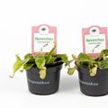 Nepenthes hookeriana