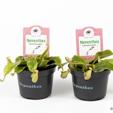 Nepenthes hookeriana