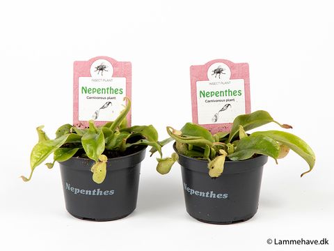 Nepenthes hookeriana