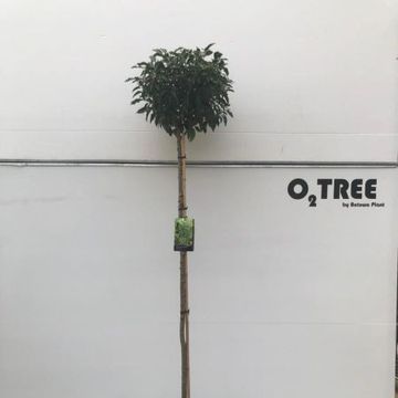 Prunus lusitanica 'Angustifolia'