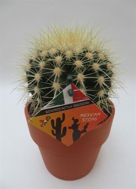 Echinocactus grusonii