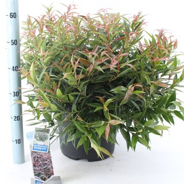 Leucothoe keiskei BURNING LOVE