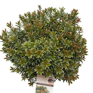 Pieris japonica 'Little Heath'