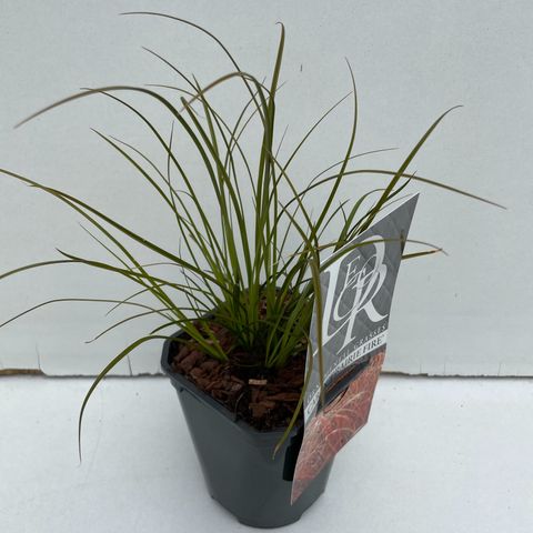 Carex testacea PRAIRIE FIRE COLORGRASS