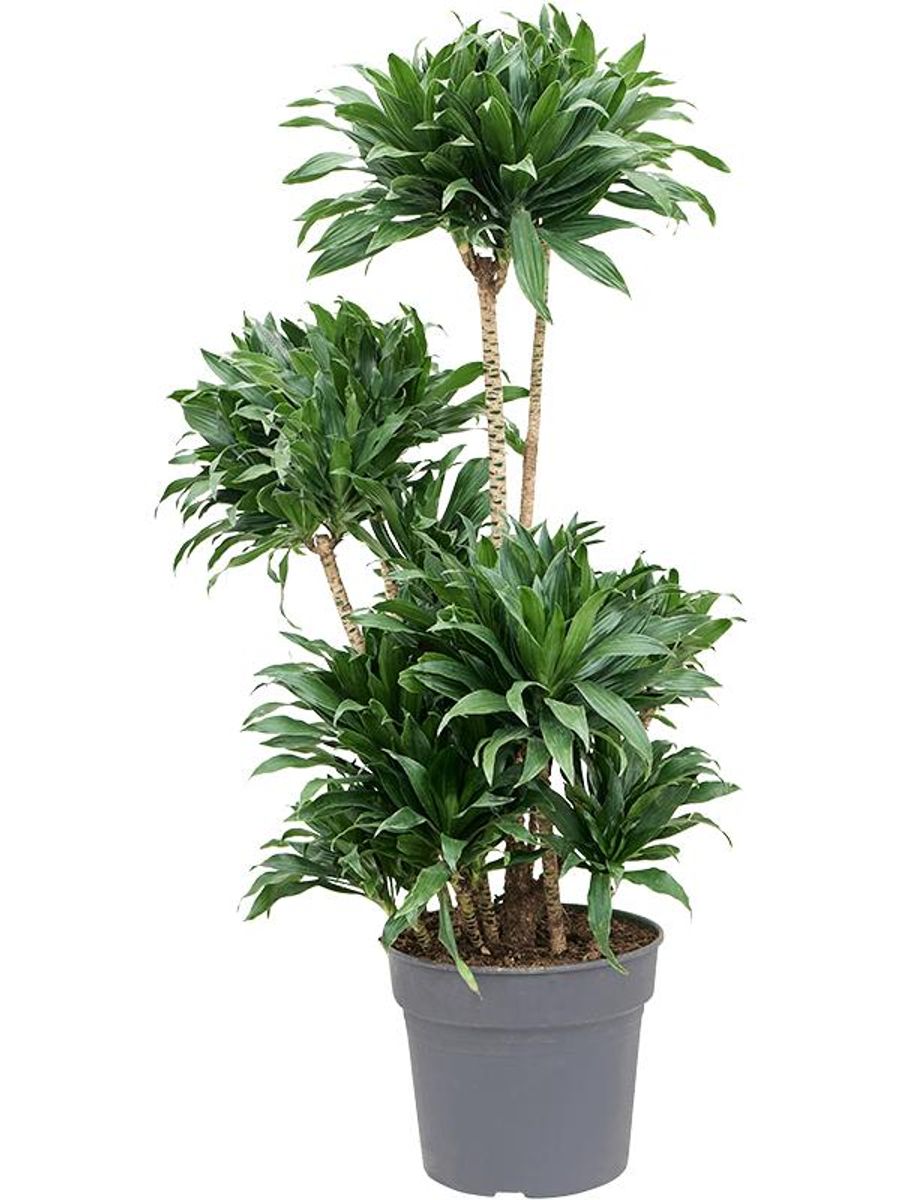 Dracaena fragrans 'Compacta' — Plant Wholesale FlorAccess