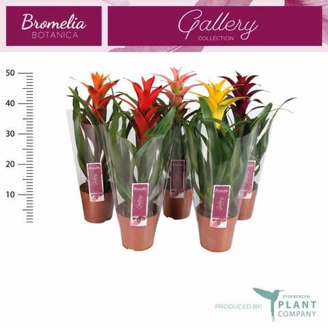 Guzmania MIX