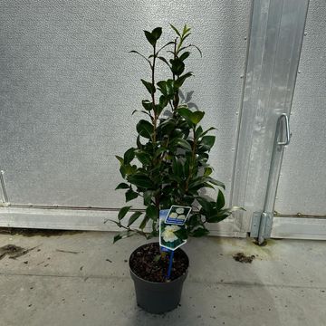 Camellia japonica 'Brushfield's Yellow'
