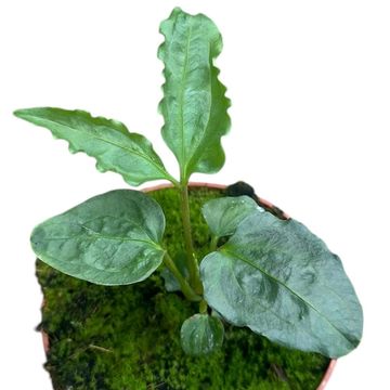 Anthurium polyschistum