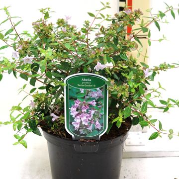 Abelia x grandiflora ПЕТИТ ГАРДЕН