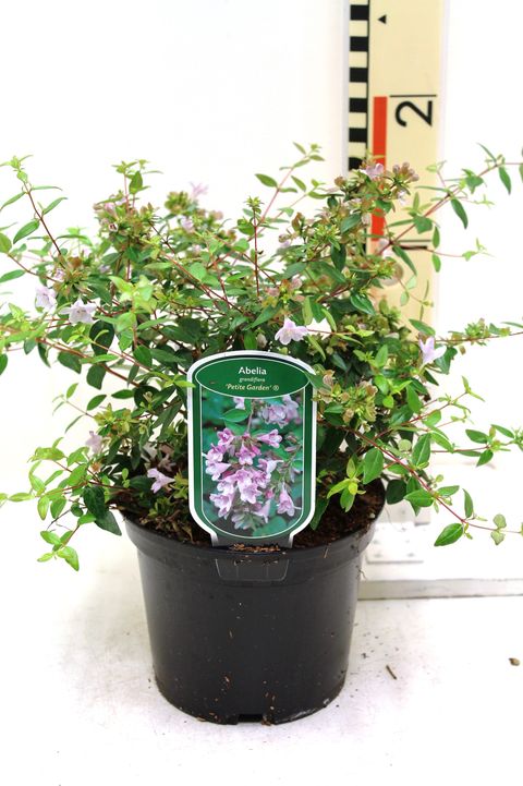 Abelia x grandiflora ПЕТИТ ГАРДЕН