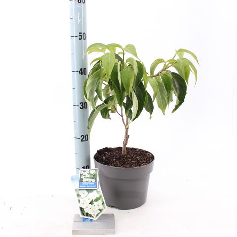 Cornus kousa 'Bultinck's Giant Flower'