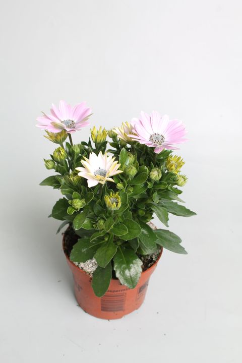 Osteospermum DALINA ROSITA