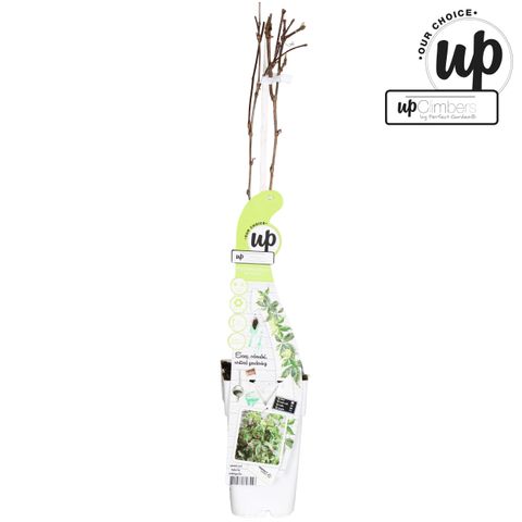 Parthenocissus quinquefolia STAR SHOWERS