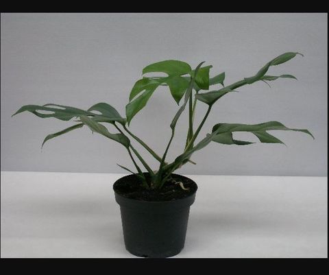 Philodendron 'Minima'  Plant Wholesale FlorAccess