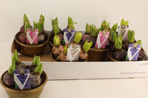 Hyacinthus Tuoksuhyasintti MIX