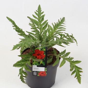 Papaver orientale RED RUMBLE