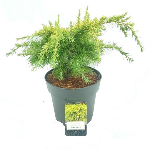 Cedrus deodara 'Lime Glow'