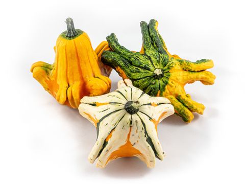 Cucurbita pepo MIX