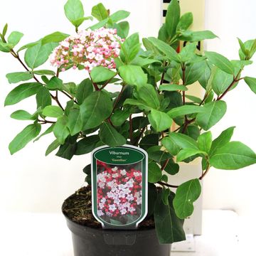 Viburnum tinus 'Gwenllian'