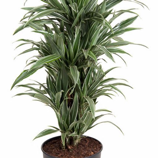 Dracaena fragrans 'Warneckei'