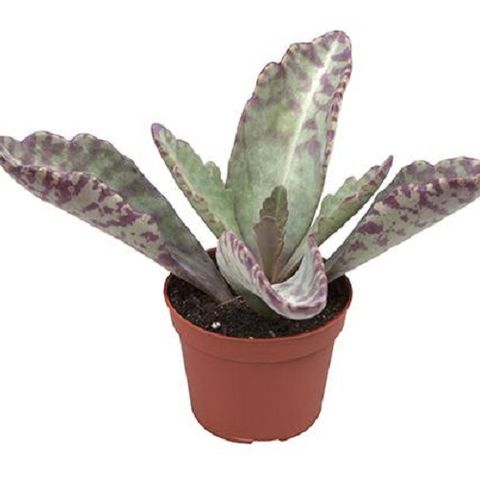 Kalanchoe Daigremontiana Plant Wholesale FlorAccess   O1bb5mgvjv7fuipkjg8nfotqno8ueujago5l3tno 480 