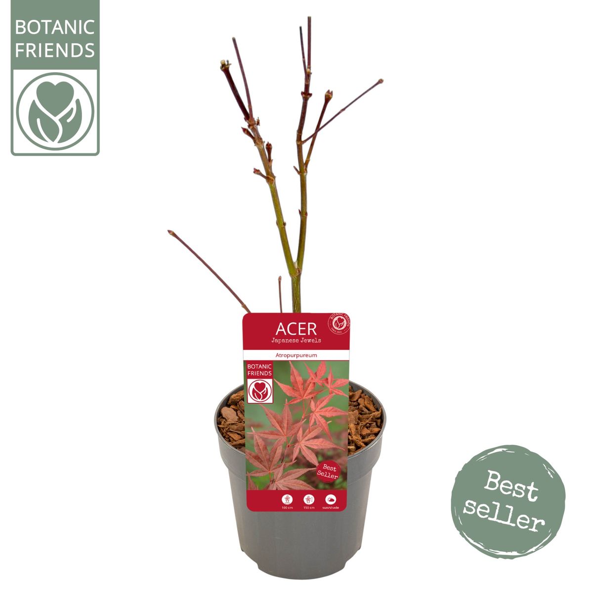 Acer palmatum 'Atropurpureum' — Plant Wholesale FlorAccess