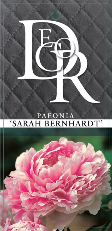 Paeonia 'Sarah Bernhardt'