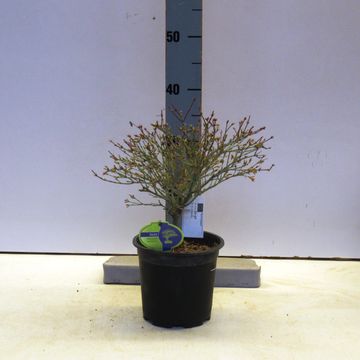 Acer palmatum 'Kiyohime'