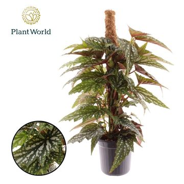 Begonia 'Sherwood Forest'