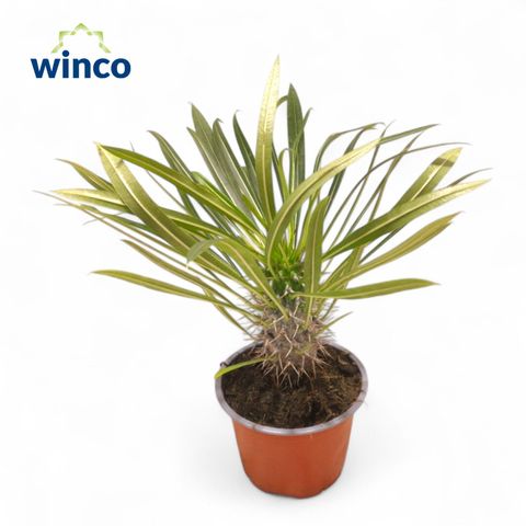 Pachypodium lamerei