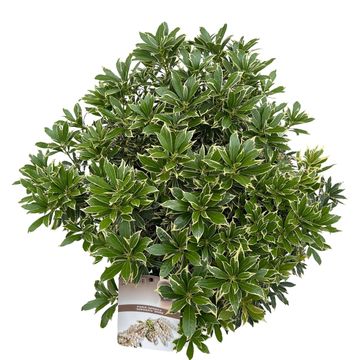 Pieris japonica 'Variegata'