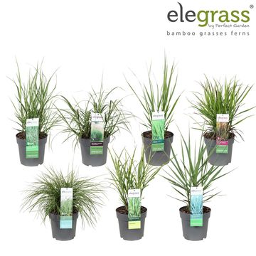 Erbe ornamentali  MIX