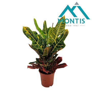 Codiaeum variegatum 'Excellent'