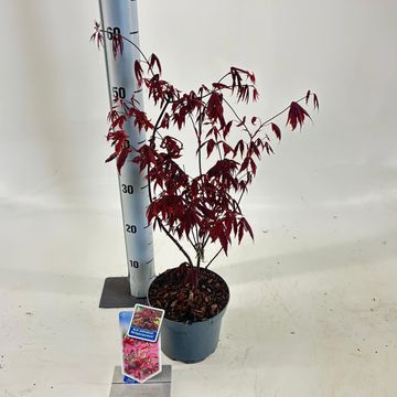 Acer palmatum 'Atropurpureum'