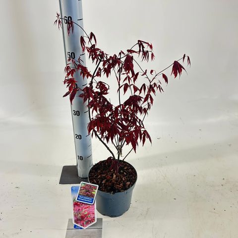Acer palmatum 'Atropurpureum'