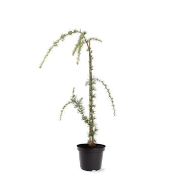 Cedrus libani 'Glauca Pendula'