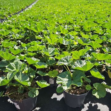 Malva sylvestris 'Zebrina'
