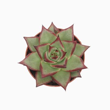 Echeveria agavoides 'Electra'