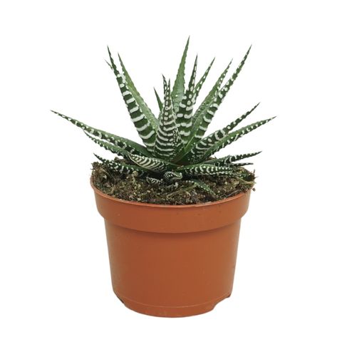 Haworthia fasciata 'Big Band'