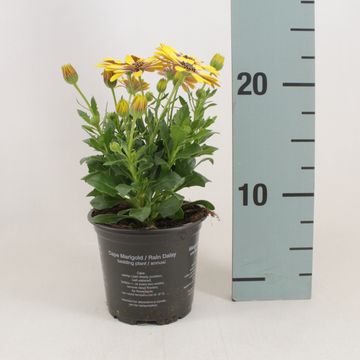 Osteospermum BLUE EYED BEAUTY