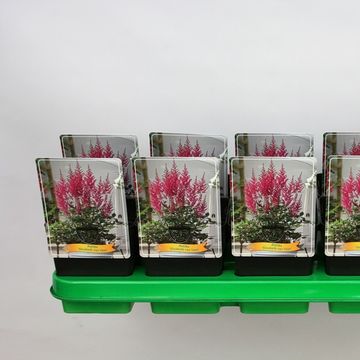Astilbe 'Elisabeth van Veen'