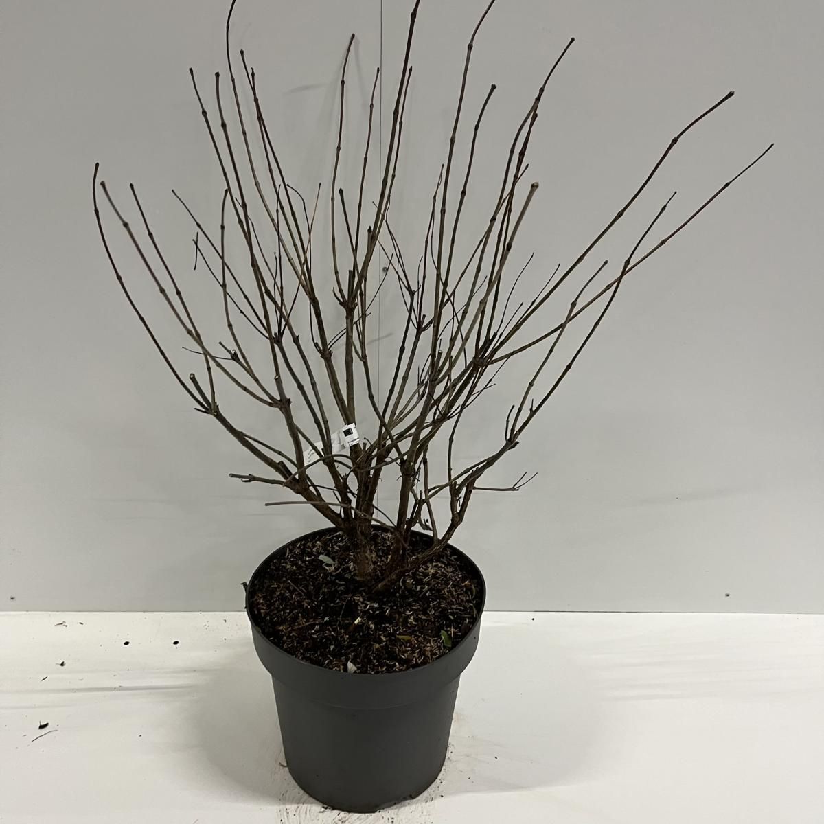 Cephalanthus occidentalis FIBER OPTICS — Plant Wholesale FlorAccess