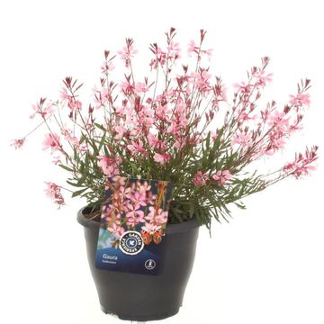 Gaura lindheimeri GAUDI MEDIUM PINK