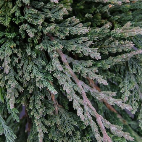 Juniperus horizontalis 'Pancake'