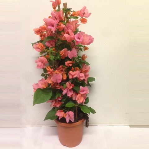 Bougainvillea glabra SANDERIANA ORANGE